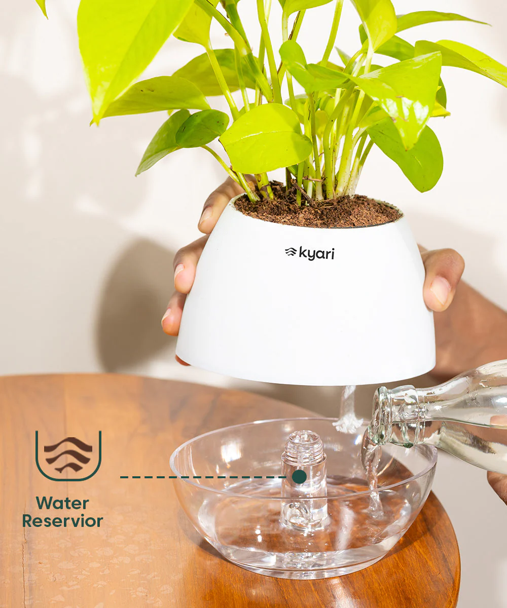 Lucky Bonsai Plant With Self Watering Pot - Image 75