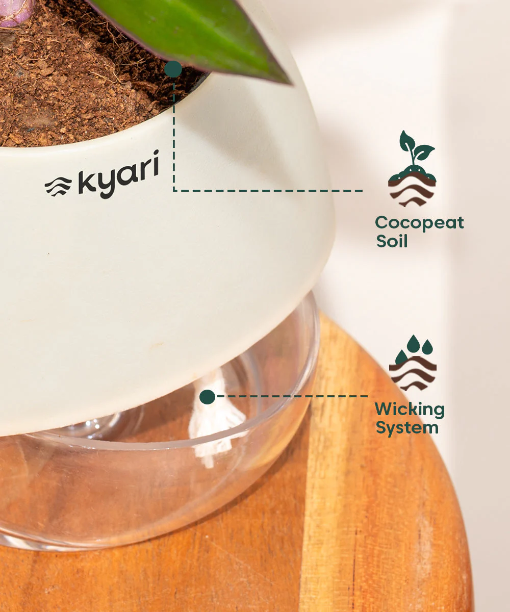 Lucky Bonsai Plant With Self Watering Pot - Image 82