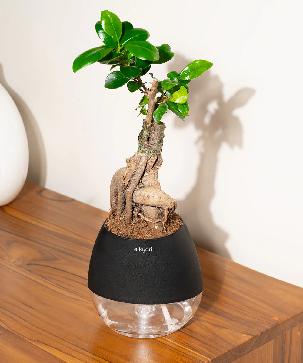 Lucky Bonsai Plant With Self Watering Pot - Image 89