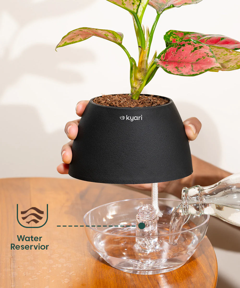 Lucky Bonsai Plant With Self Watering Pot - Image 91