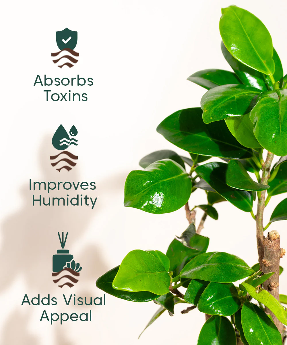 Lucky Bonsai Plant With Self Watering Pot - Image 93