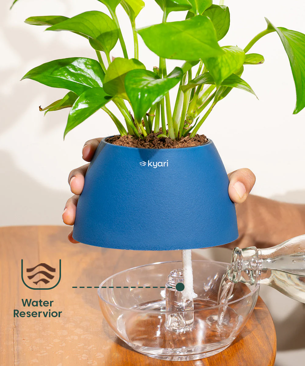 Lucky Bonsai Plant With Self Watering Pot - Image 99