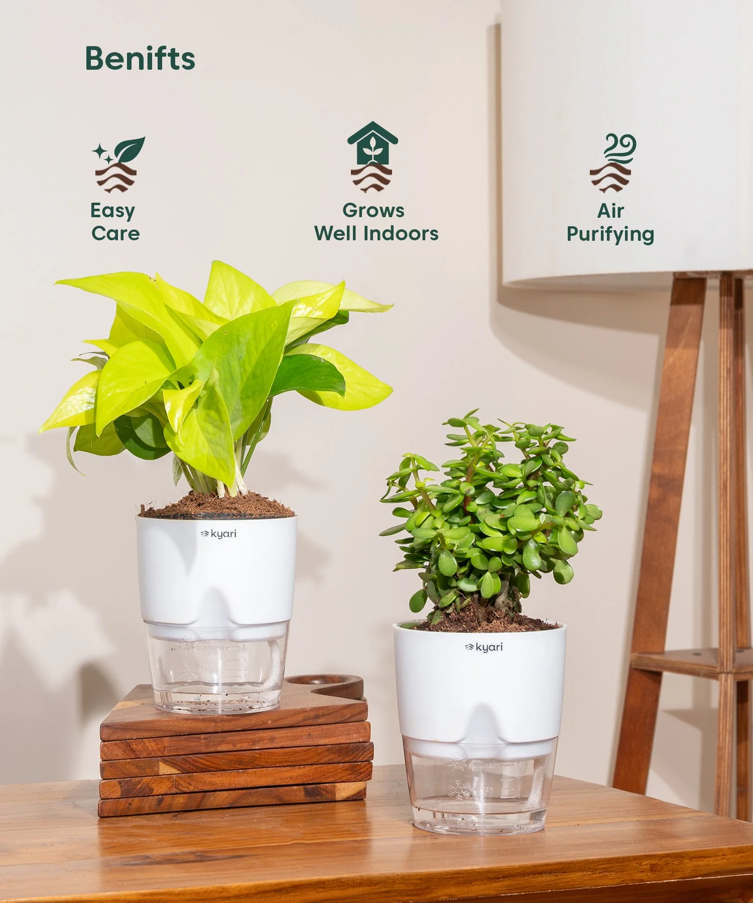 Lucky Jade & Golden Money Combo With Self Watering Pot - Image 2