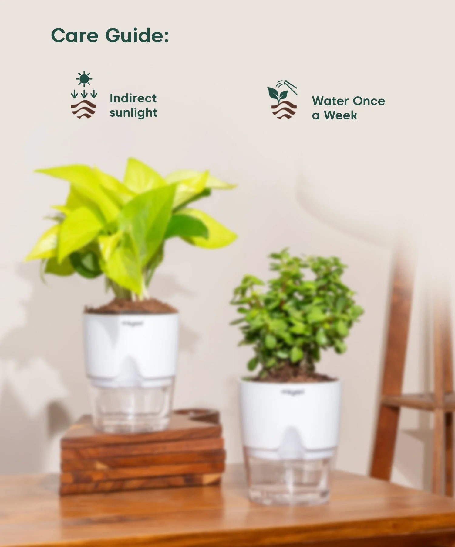 Lucky Jade & Golden Money Combo With Self Watering Pot - Image 3
