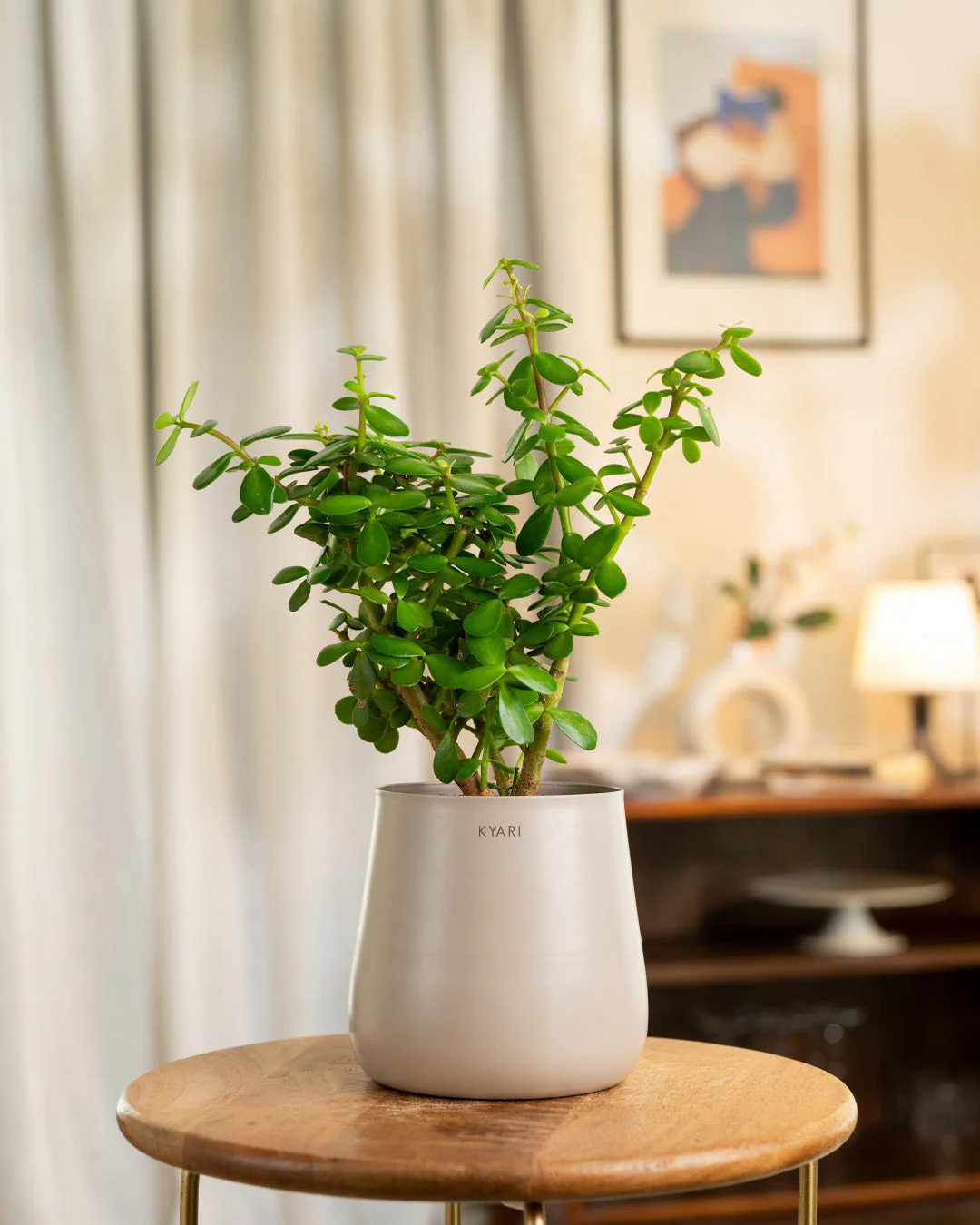 Lucky Jade Plant with Medium Metal Self Watering Pot_ - Image 137