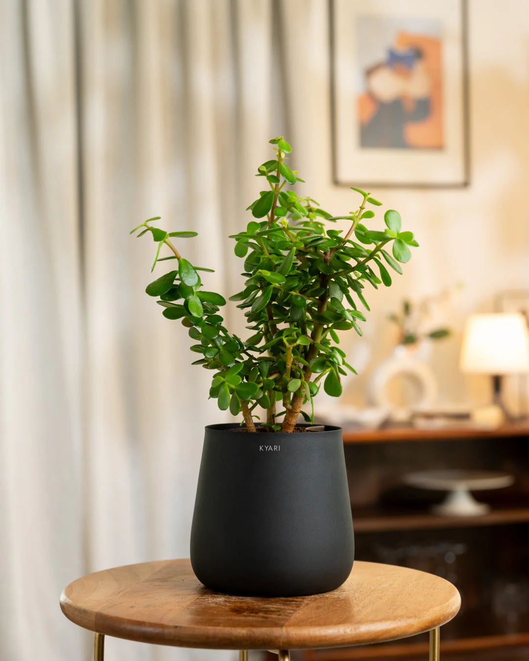 Lucky Jade Plant with Medium Metal Self Watering Pot_ - Image 201