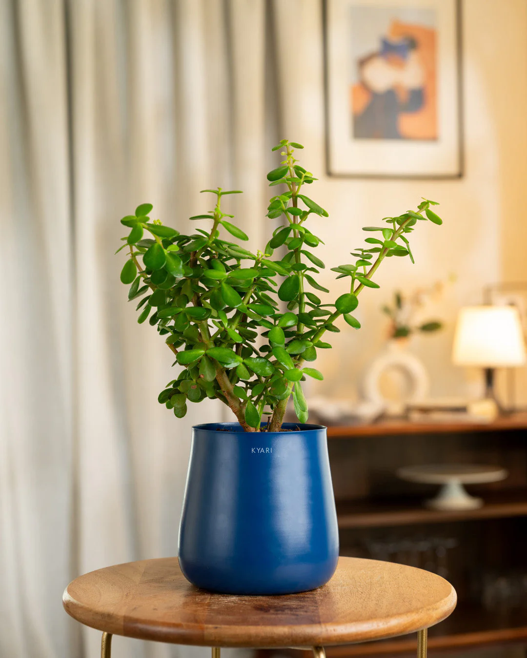 Lucky Jade Plant with Medium Metal Self Watering Pot_ - Image 233