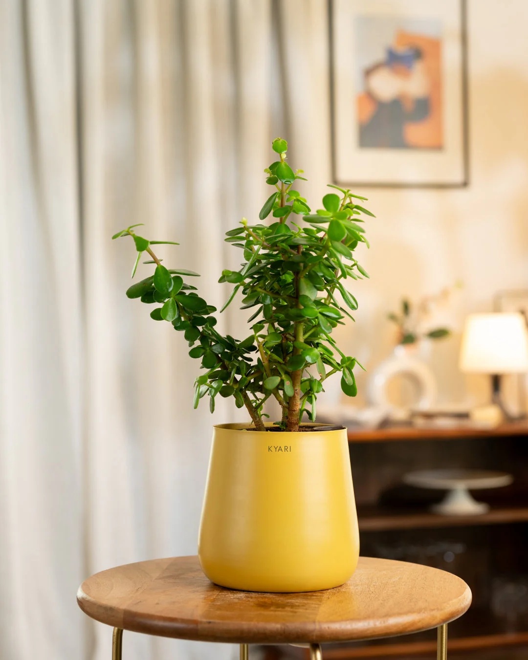 Lucky Jade Plant with Medium Metal Self Watering Pot_ - Image 69