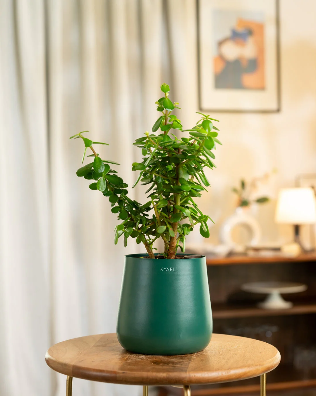 Lucky Jade Plant with Medium Metal Self Watering Pot_ - Image 77