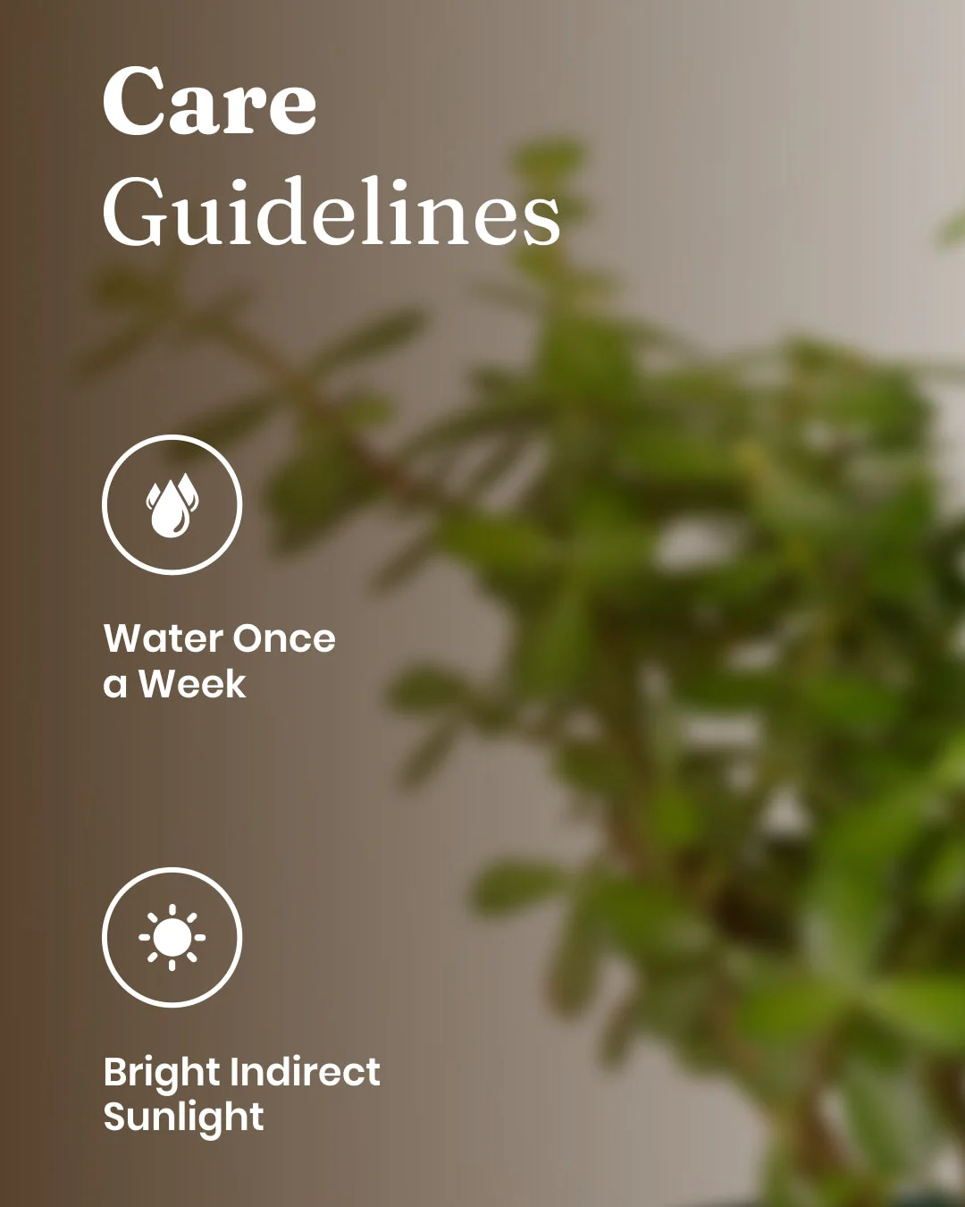 Lucky Jade Plant with Medium Metal Self Watering Pot - Image 29