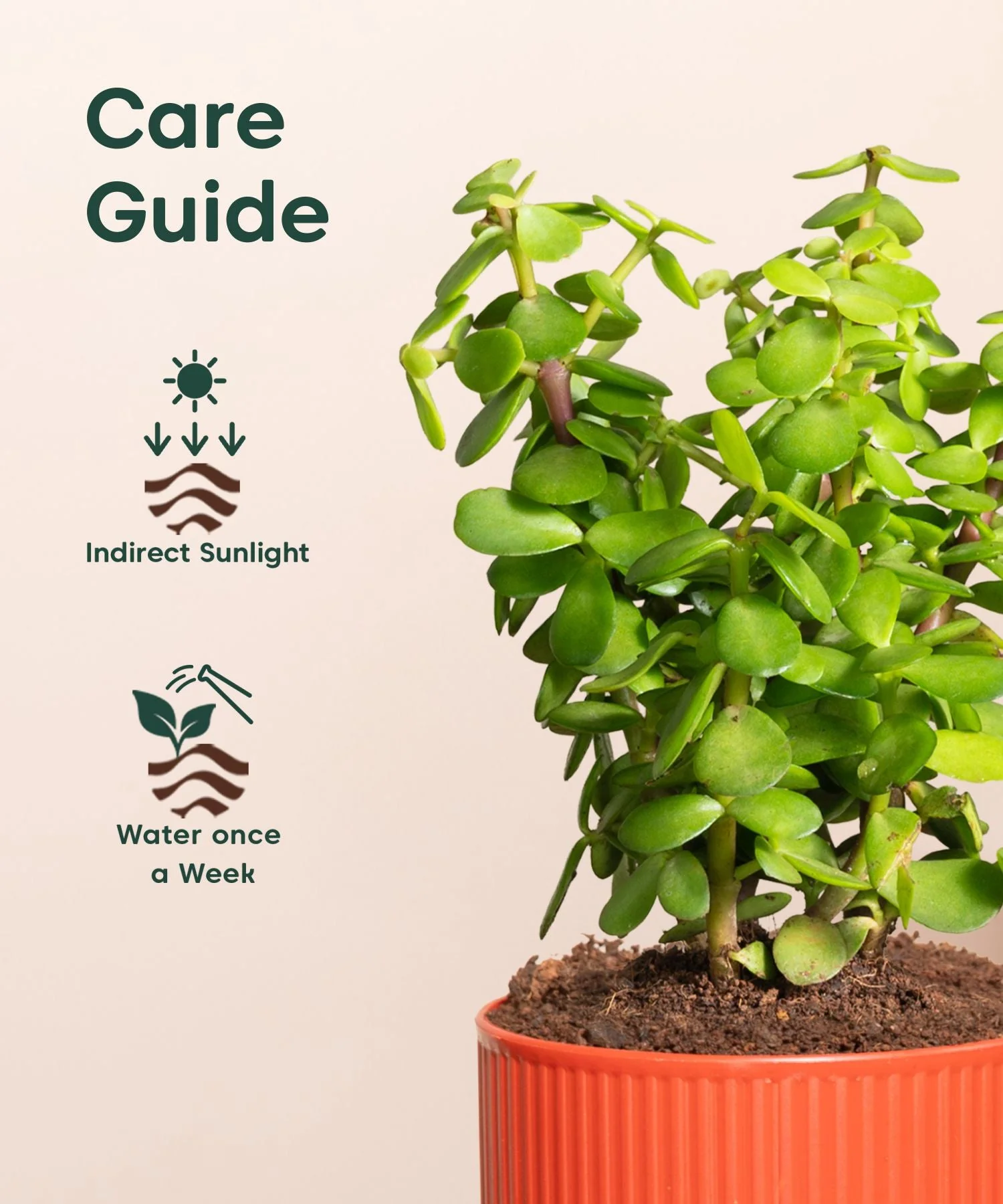 Lucky Jade Plant With Mylo Self Watering Pot - Image 11