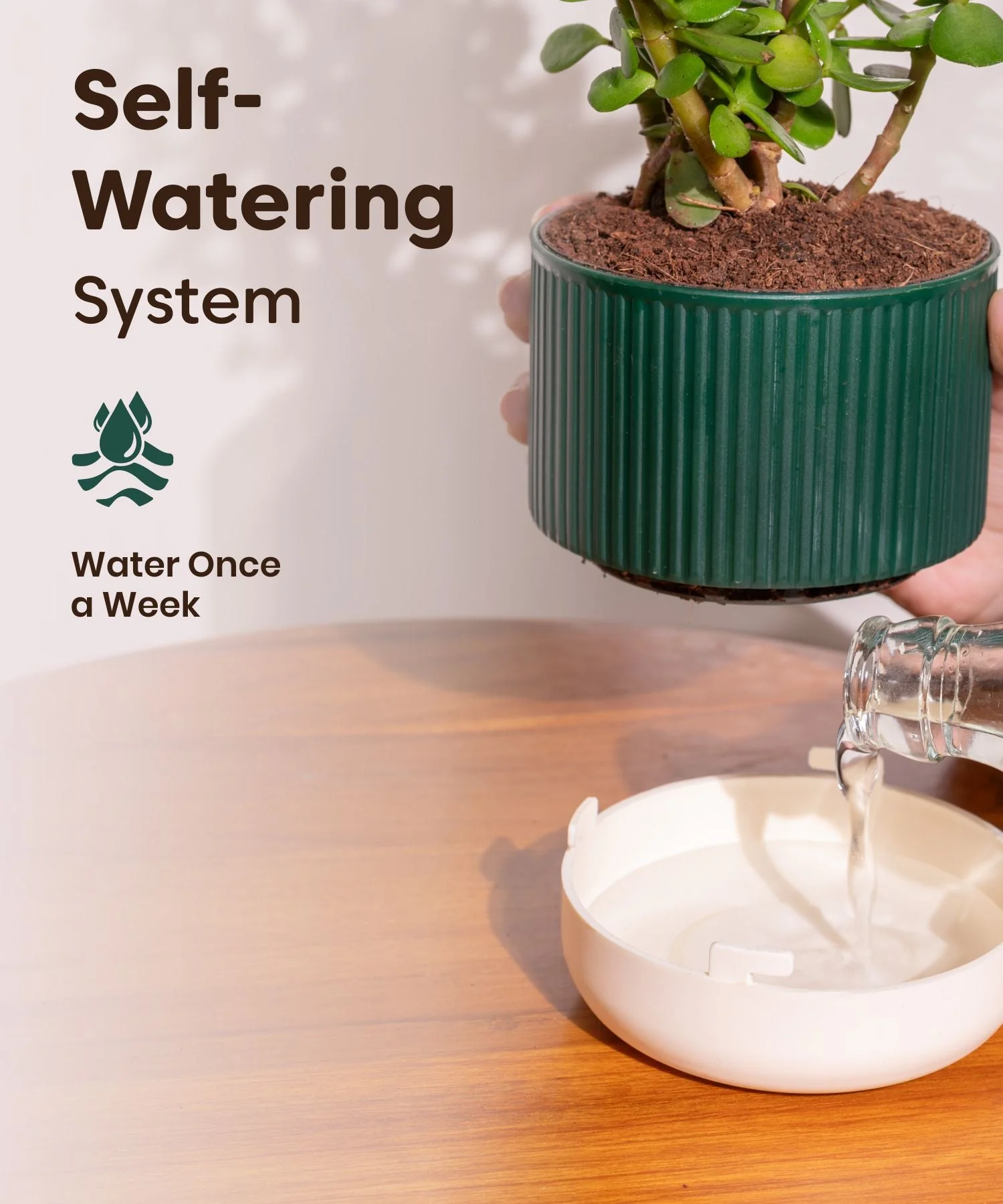 Lucky Jade Plant With Mylo Self Watering Pot - Image 2