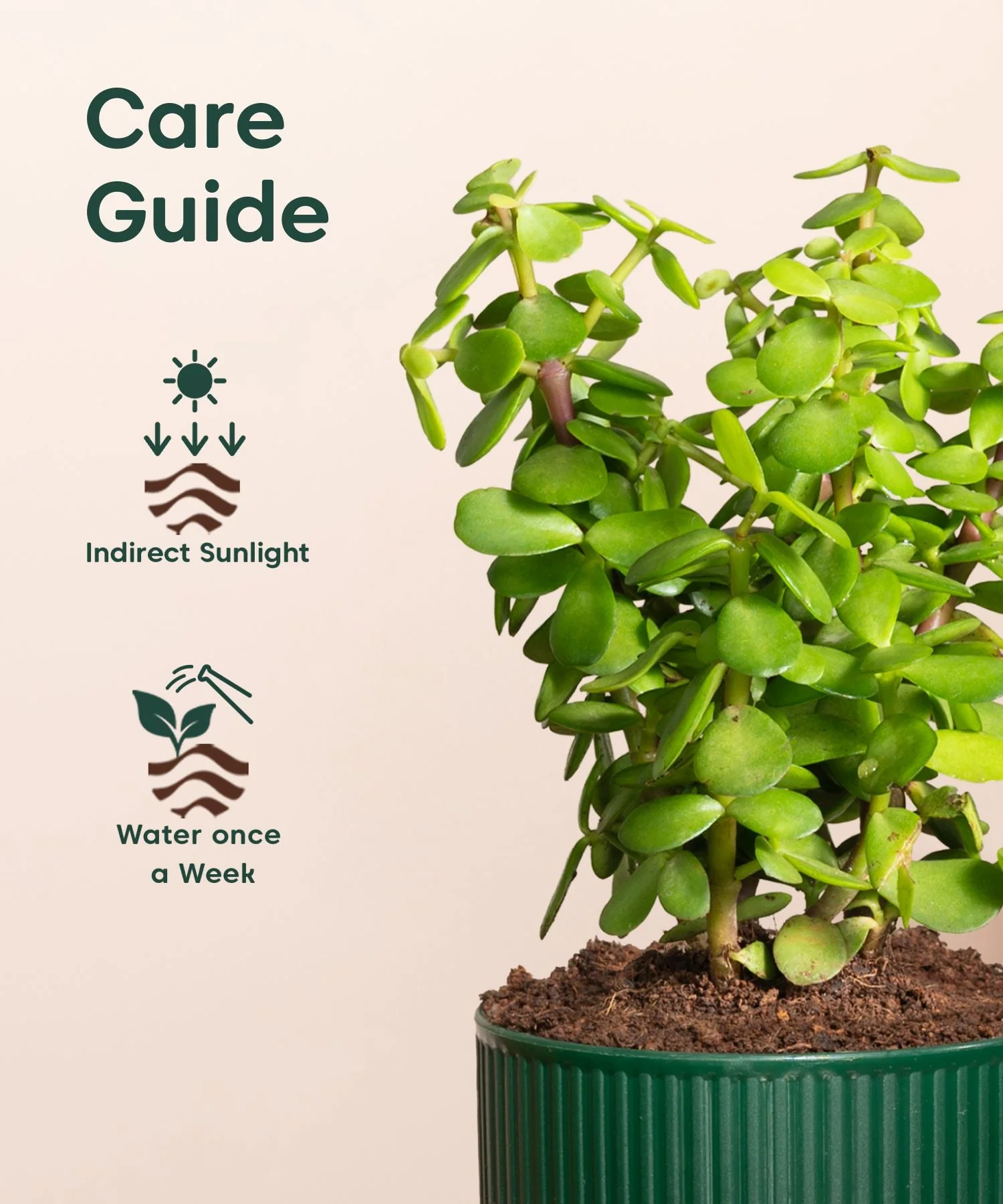 Lucky Jade Plant With Mylo Self Watering Pot - Image 5