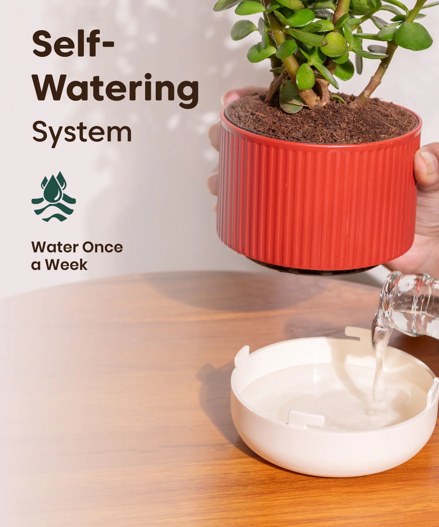 Lucky Jade Plant With Mylo Self Watering Pot - Image 8