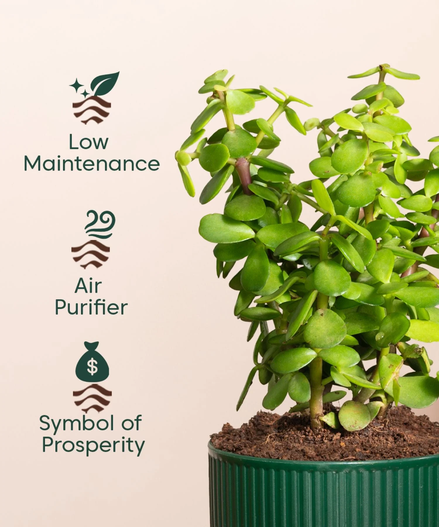 Lucky Jade Plant With Mylo Self Watering Pot - Image 4