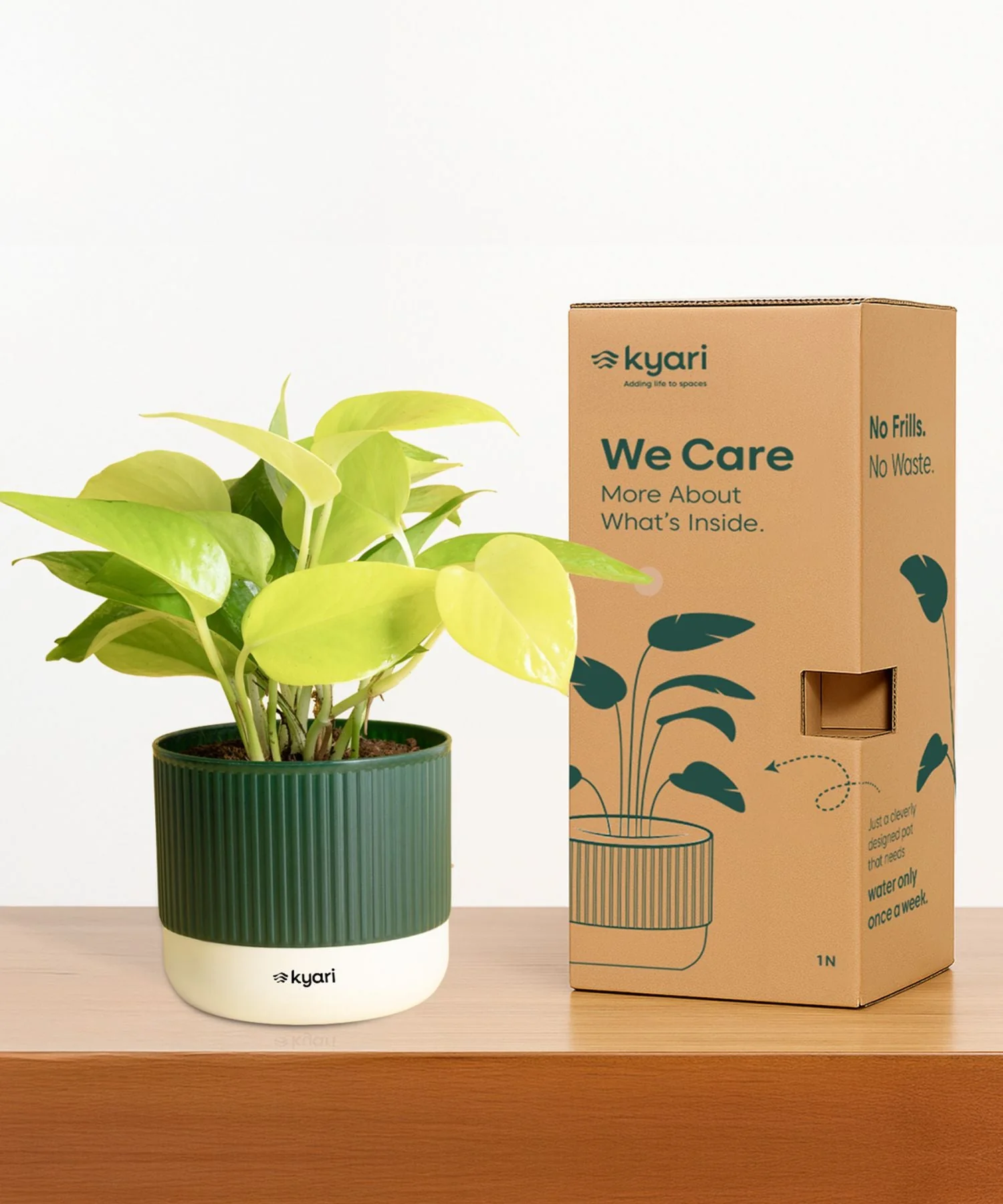 Lucky Jade Plant With Mylo Self Watering Pot - Image 6