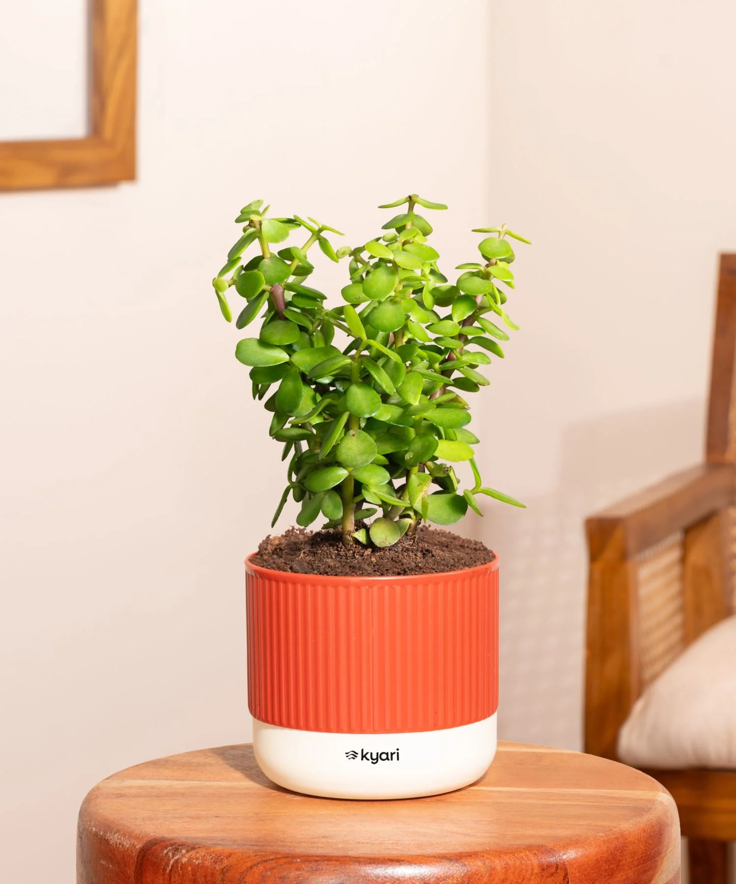 Lucky Jade Plant With Mylo Self Watering Pot - Image 73