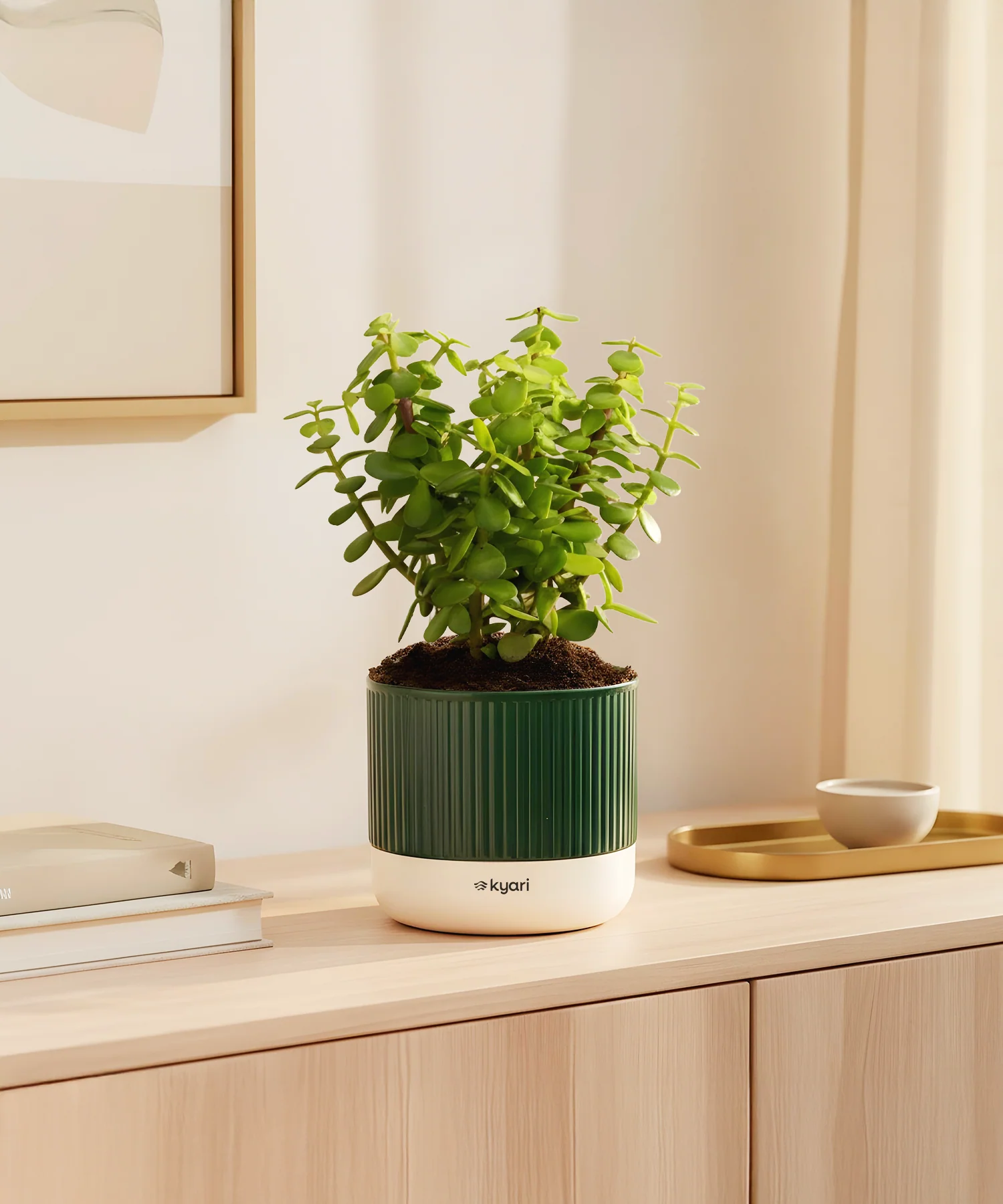 Lucky Jade Plant With Mylo Self Watering Pot -  Cred Offer