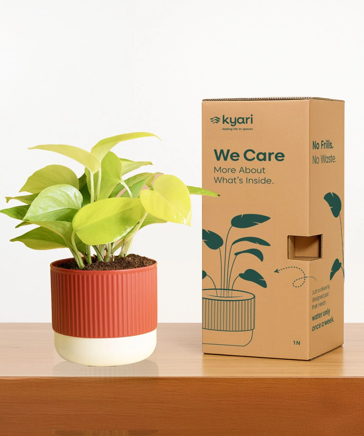 Lucky Jade Plant With Mylo Self Watering Pot -  Cred Offer - Image 12