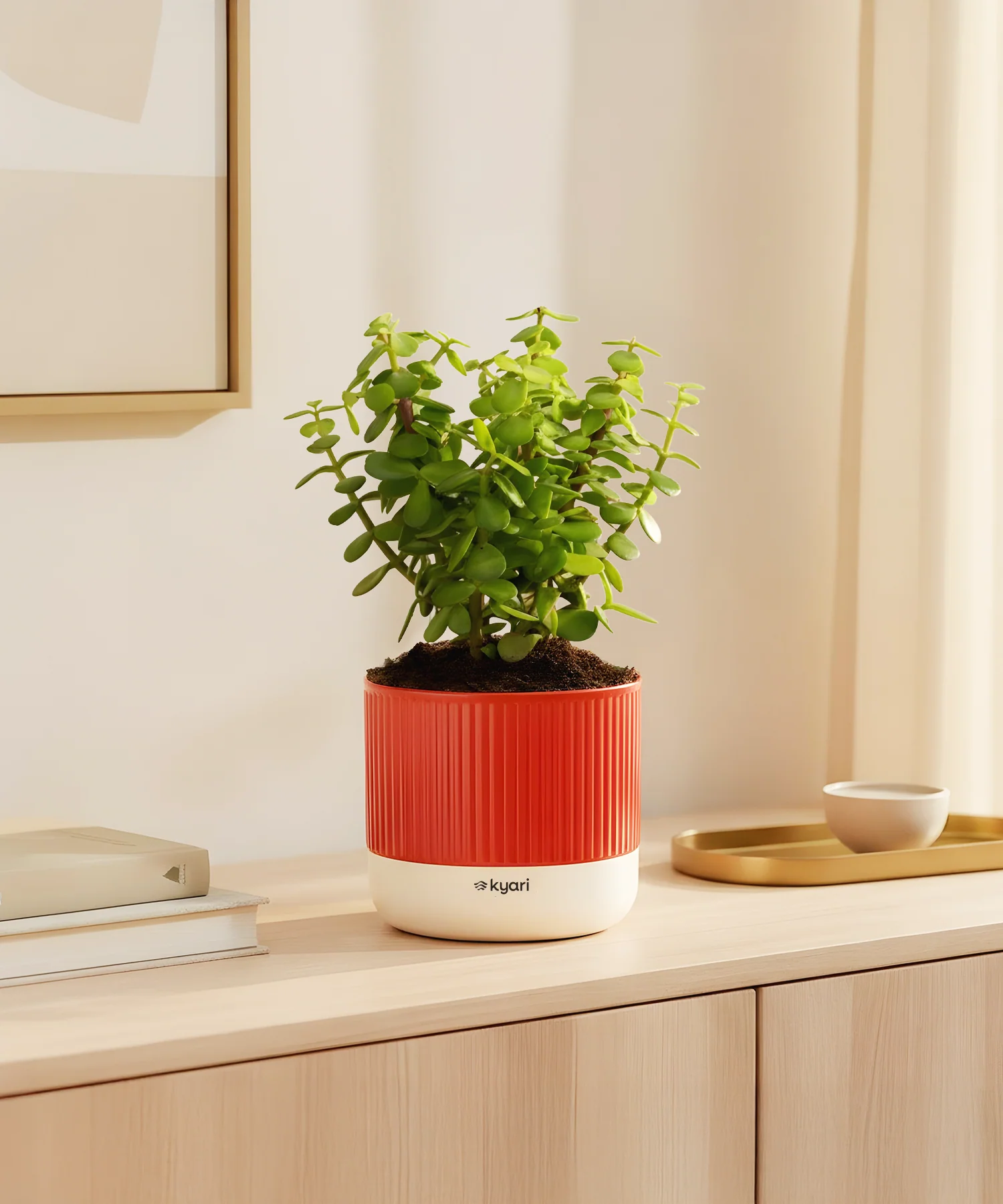 Lucky Jade Plant With Mylo Self Watering Pot -  Cred Offer - Image 19