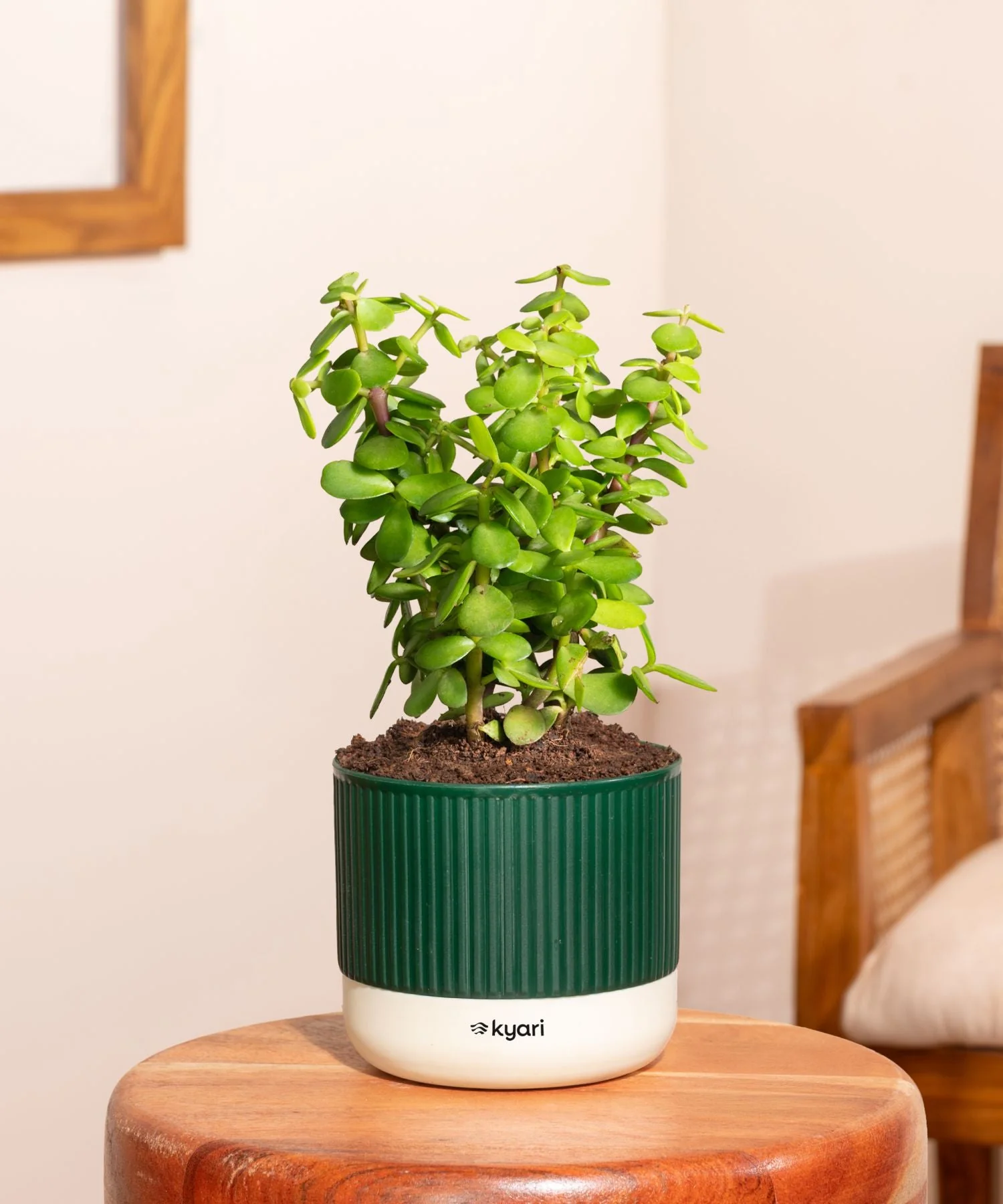 Lucky Jade Plant With Mylo Self Watering Pot- Special offer - Image 76