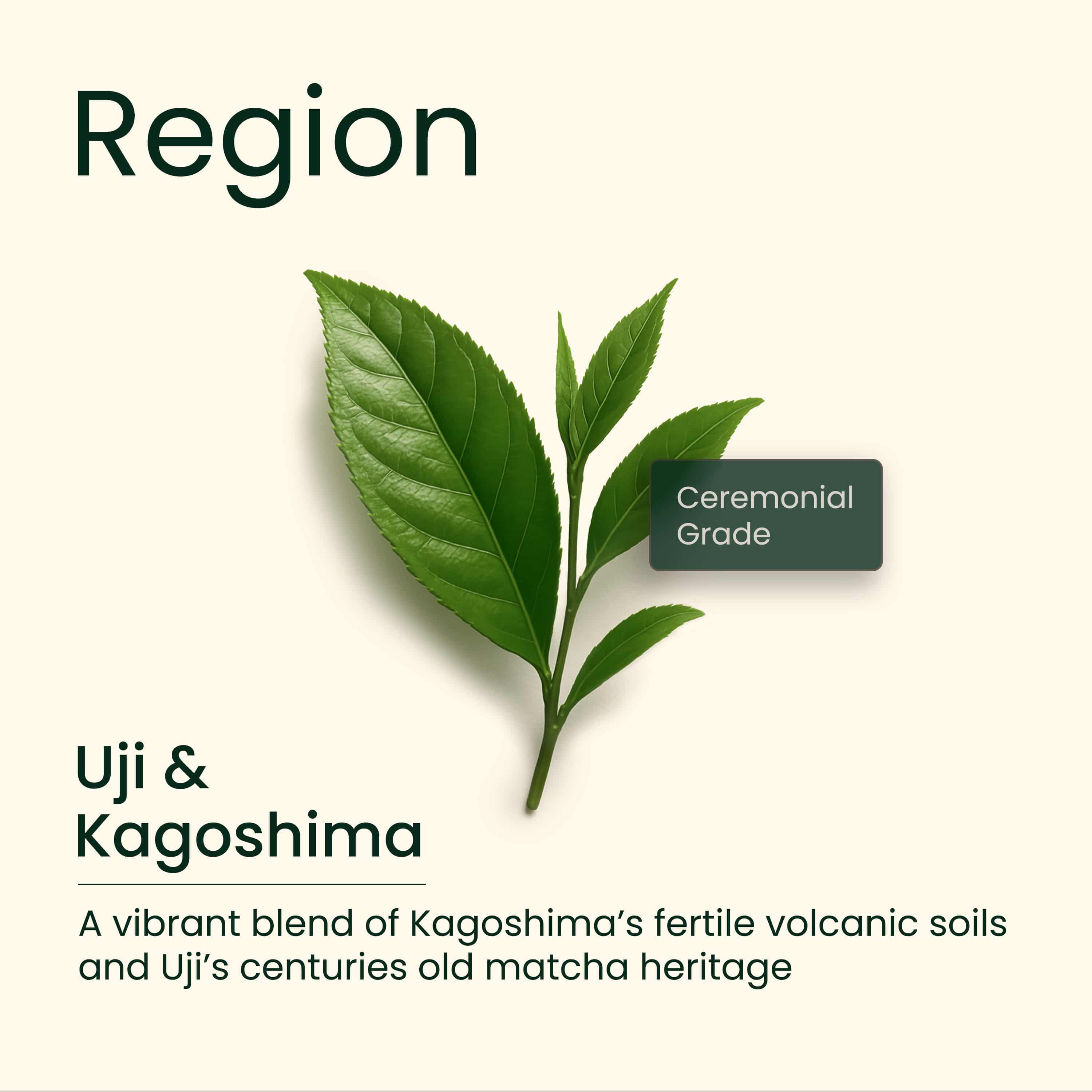 Matcha (AA Ceremonial grade) BULK pack, 1000g - Image 2