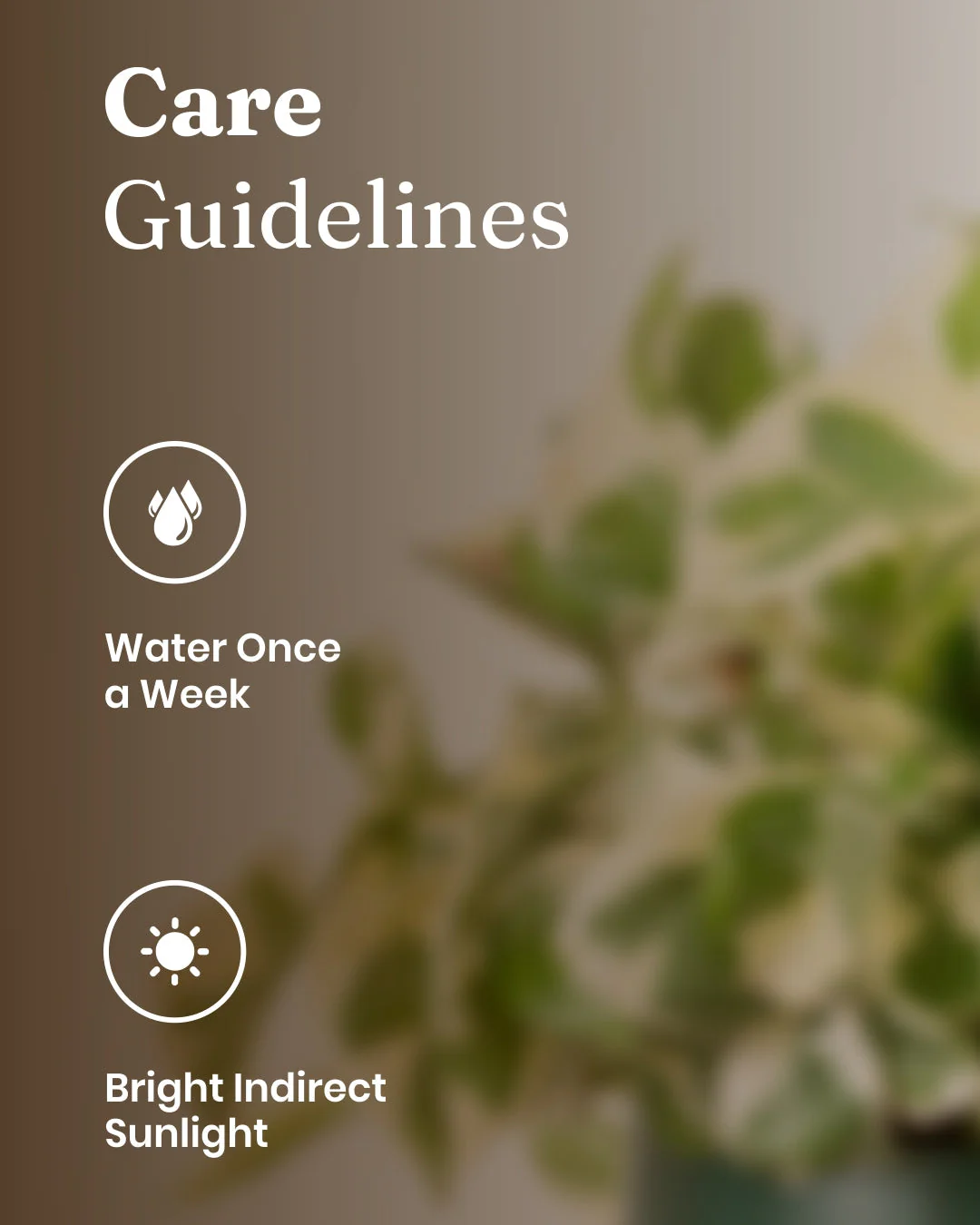 Money N'Joy Plant with Medium Metal Self Watering Pot_ - Image 11