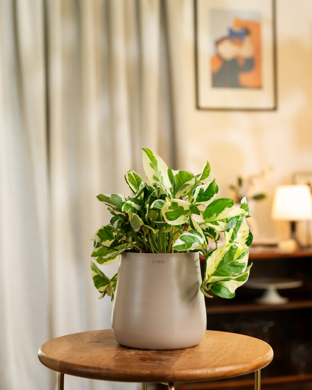 Money N'Joy Plant with Medium Metal Self Watering Pot_ - Image 200