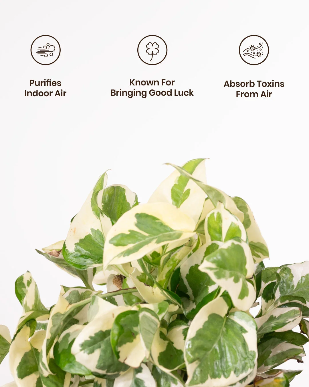 Money N'Joy Plant with Medium Metal Self Watering Pot_ - Image 27