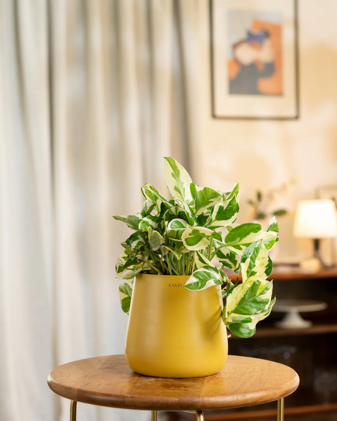 Money N'Joy Plant with Medium Metal Self Watering Pot_ - Image 41
