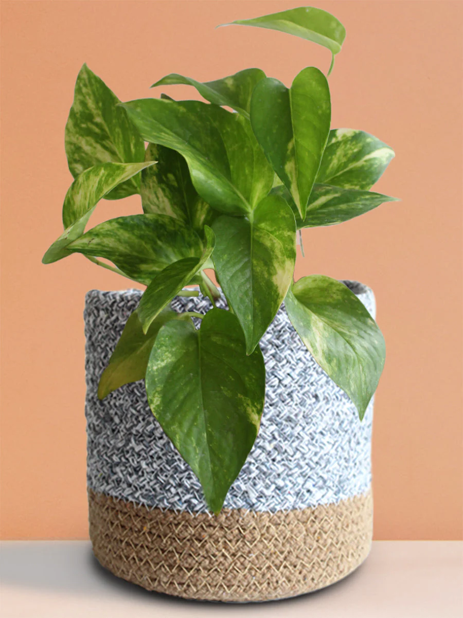 Money Plant Gold King (Medium) - Image 5