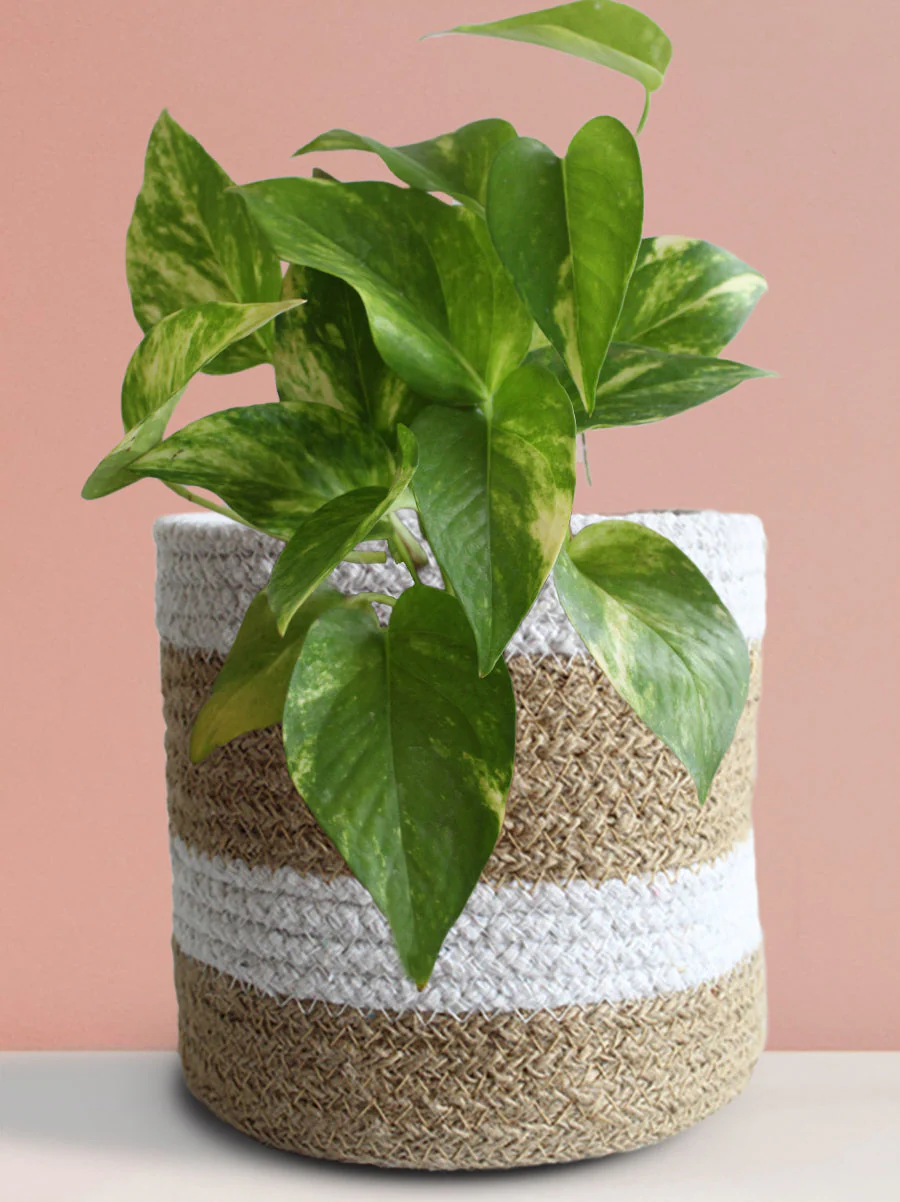 Money Plant Gold King (Medium) - Image 8
