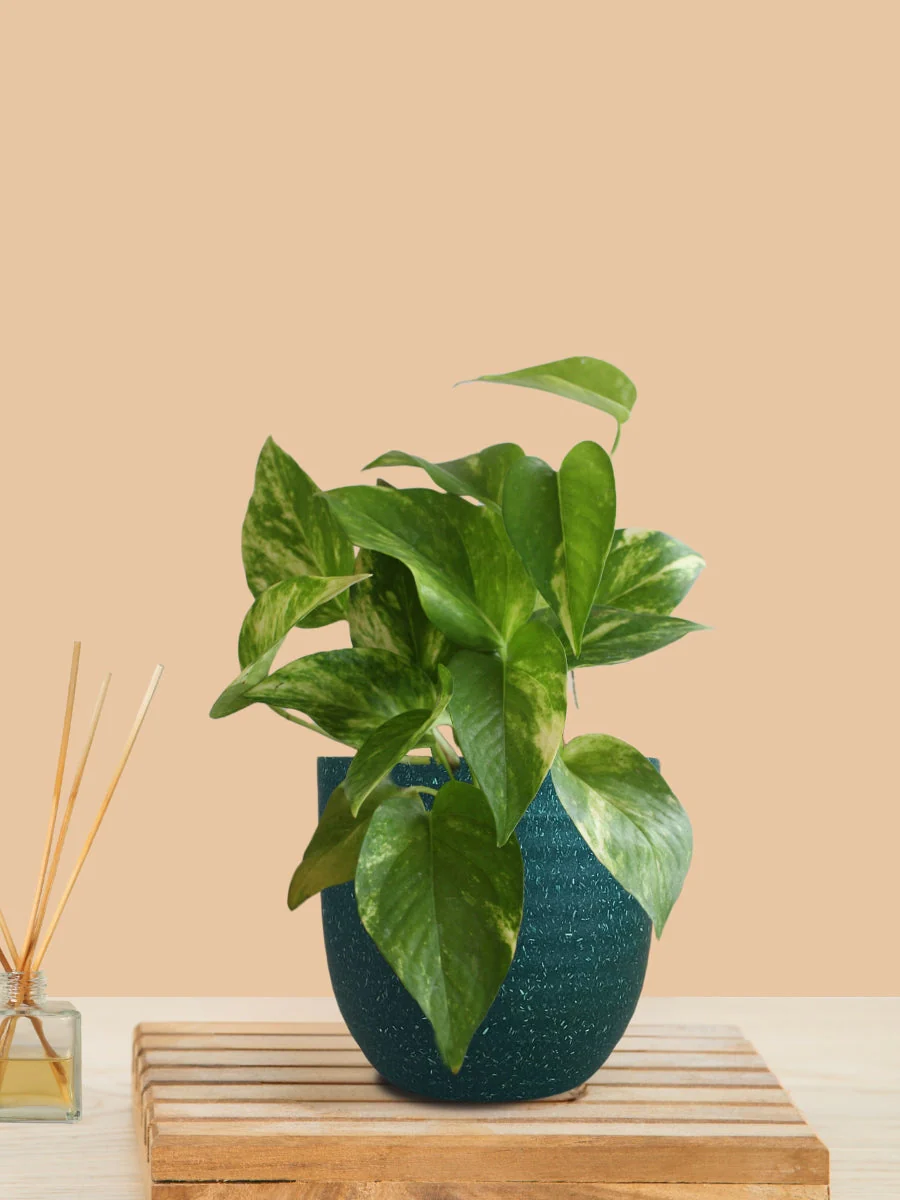 Money Plant Gold King (Small) in Eco Pot - Image 11