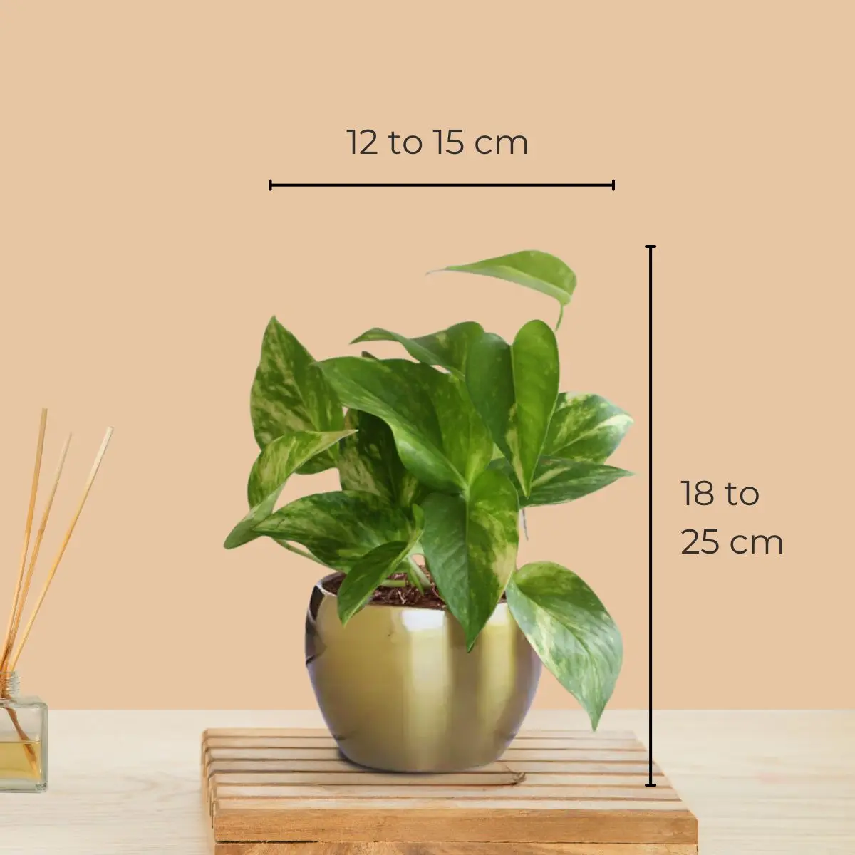 Money Plant Gold King (Small) in Golden Metal Pot - Image 4