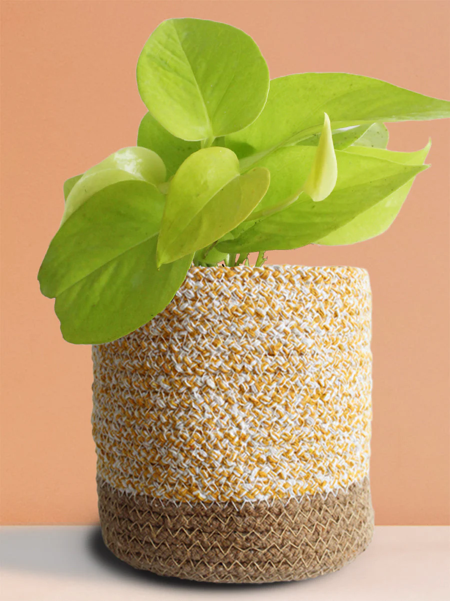 Money Plant Golden (Medium) - Image 6