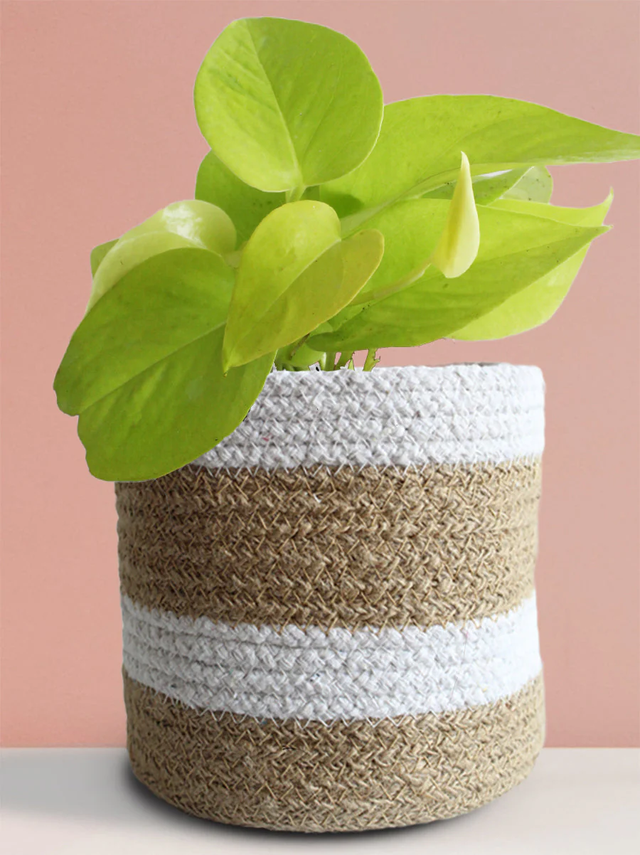 Money Plant Golden (Medium) - Image 7