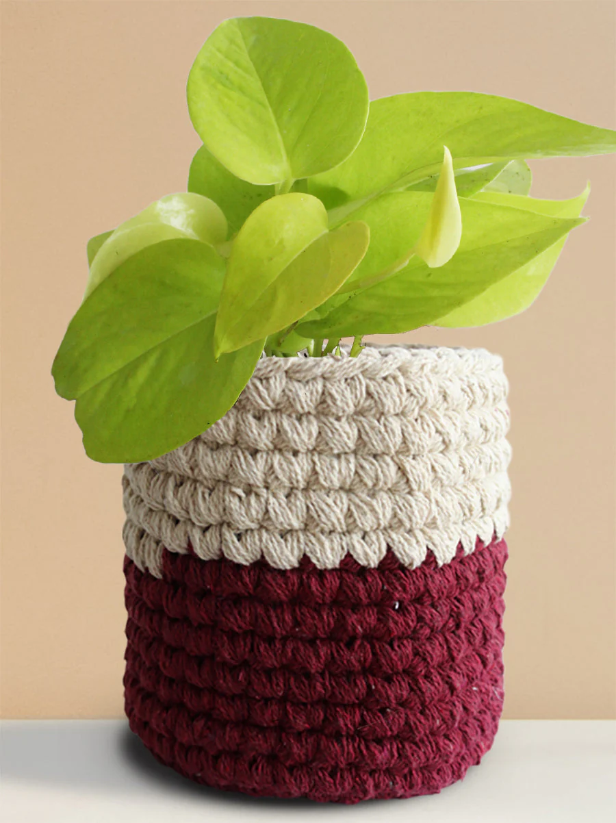 Money Plant Golden (Medium) - Image 9