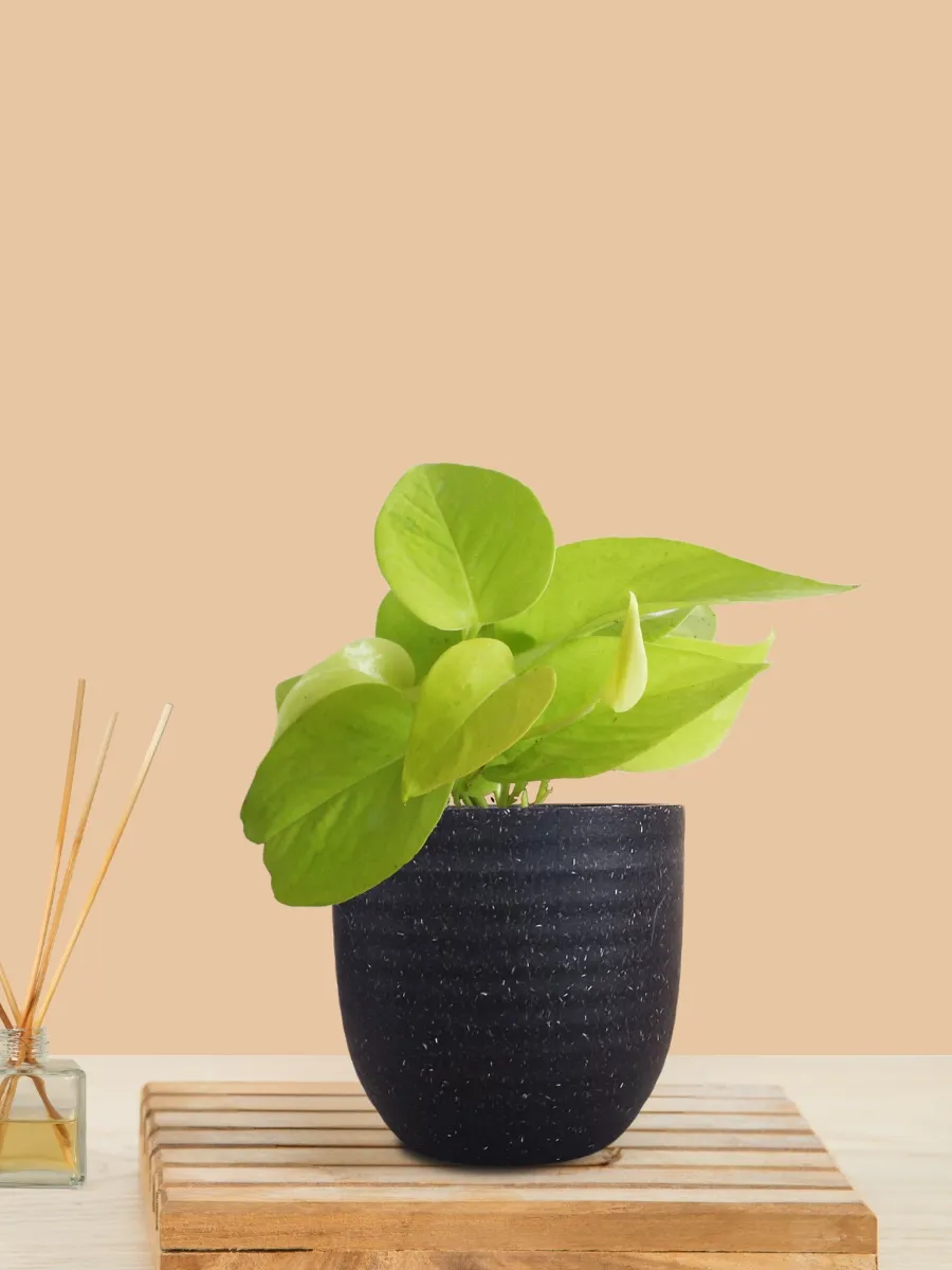 Money Plant Golden (Small) in Eco Pot - Image 10