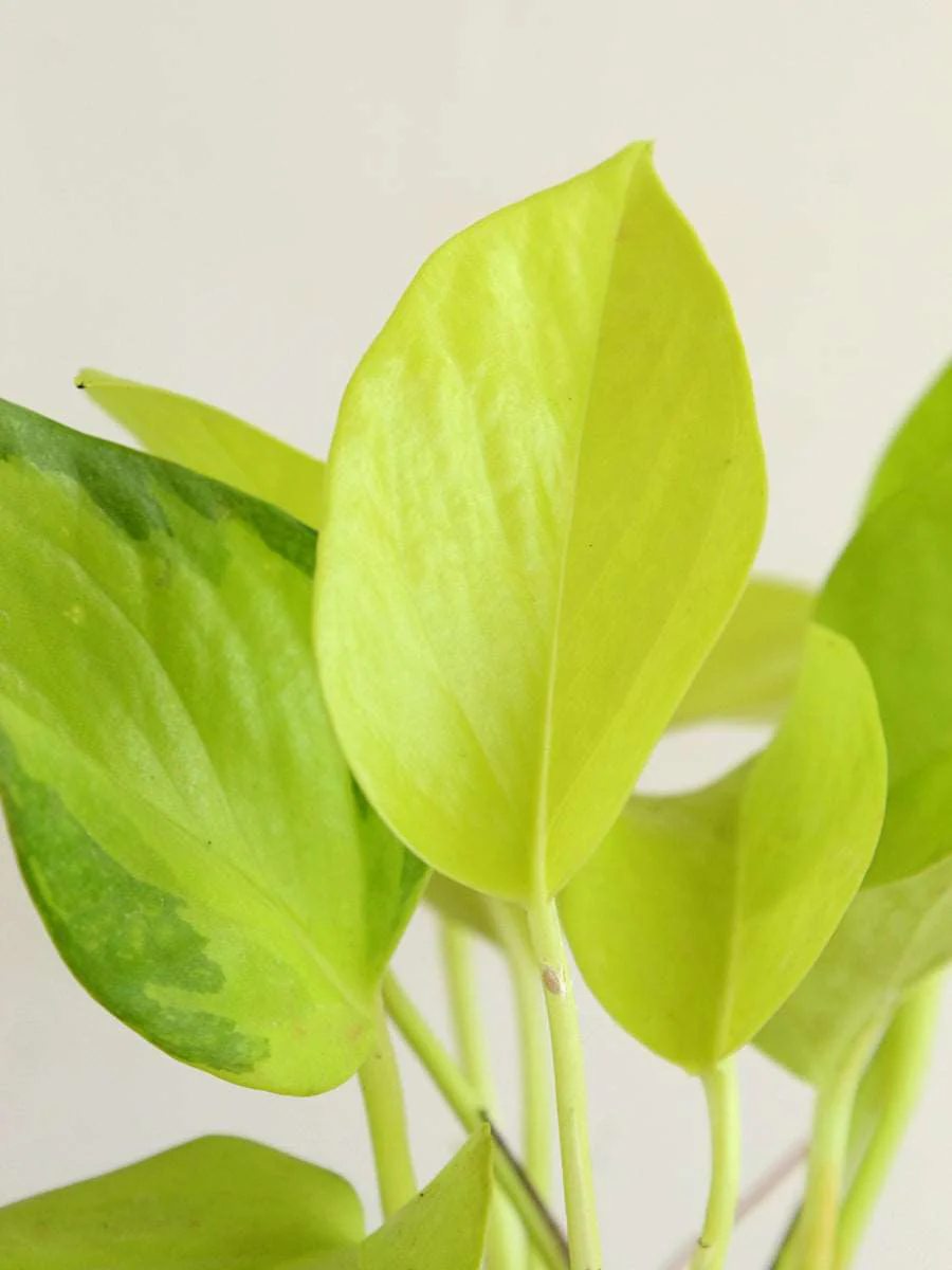 Money Plant Golden (Small) in Eco Pot - Image 9