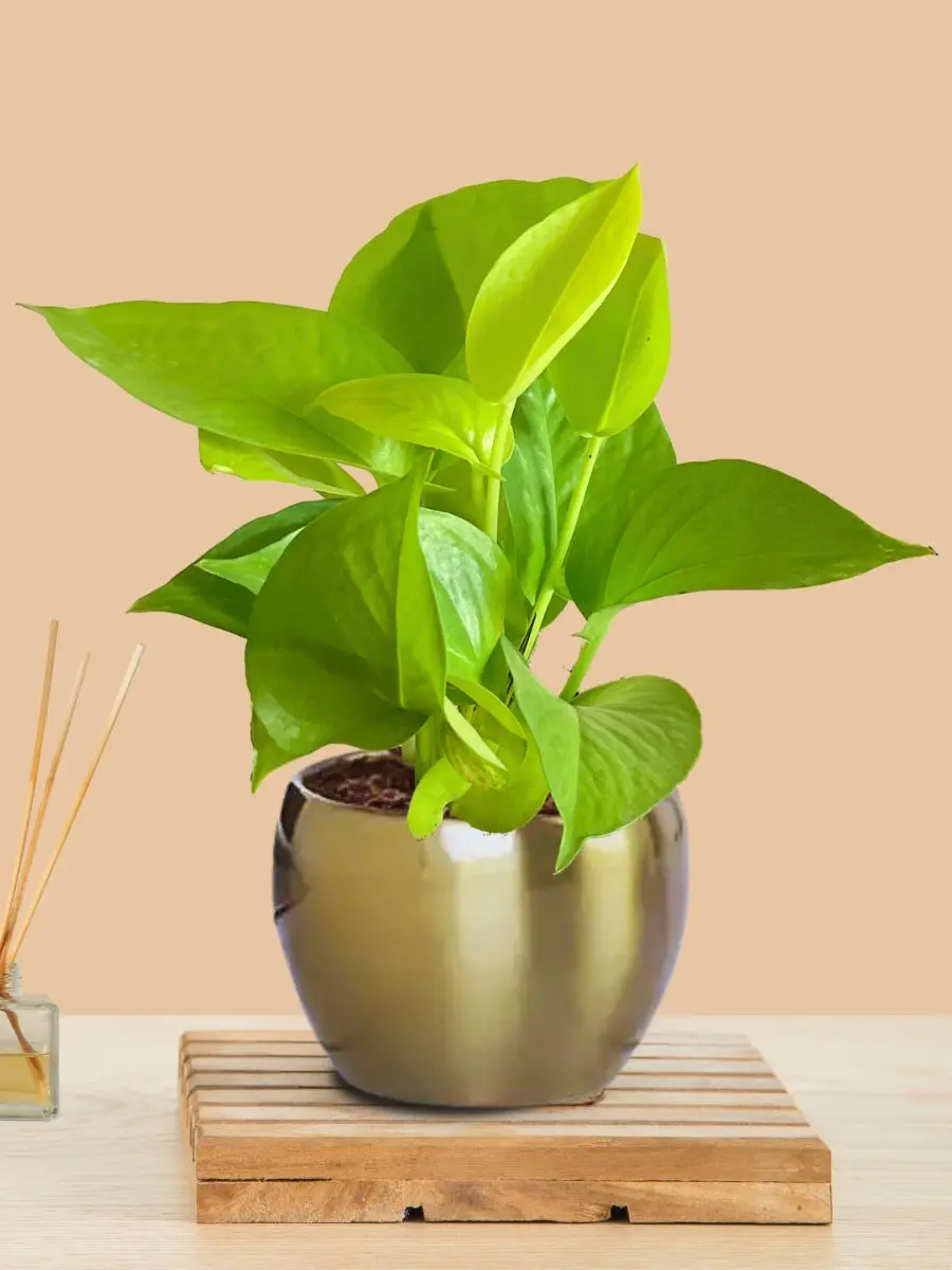 Money Plant Golden (Small) in Golden Metal Pot - Image 10