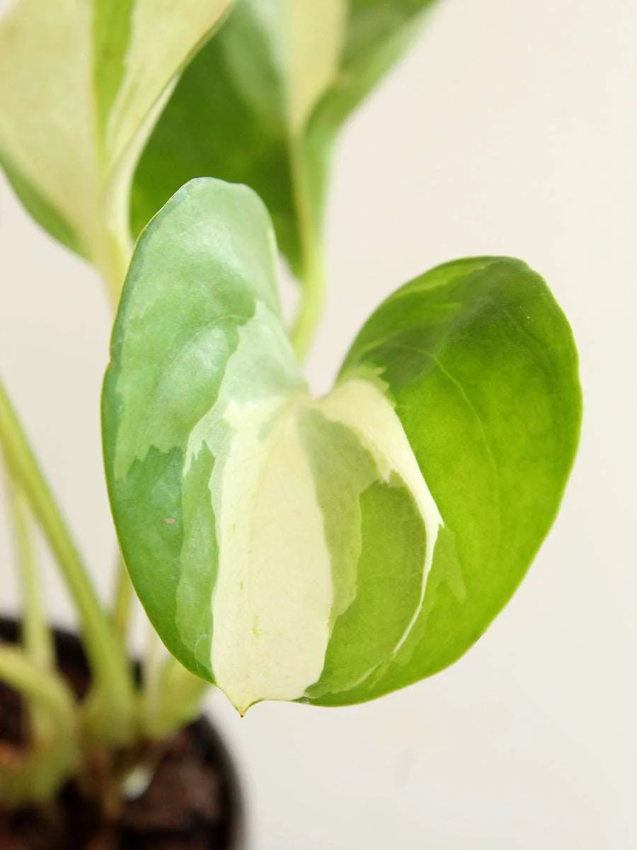 Money Plant Manjula (Small) in Eco Pot - Image 10