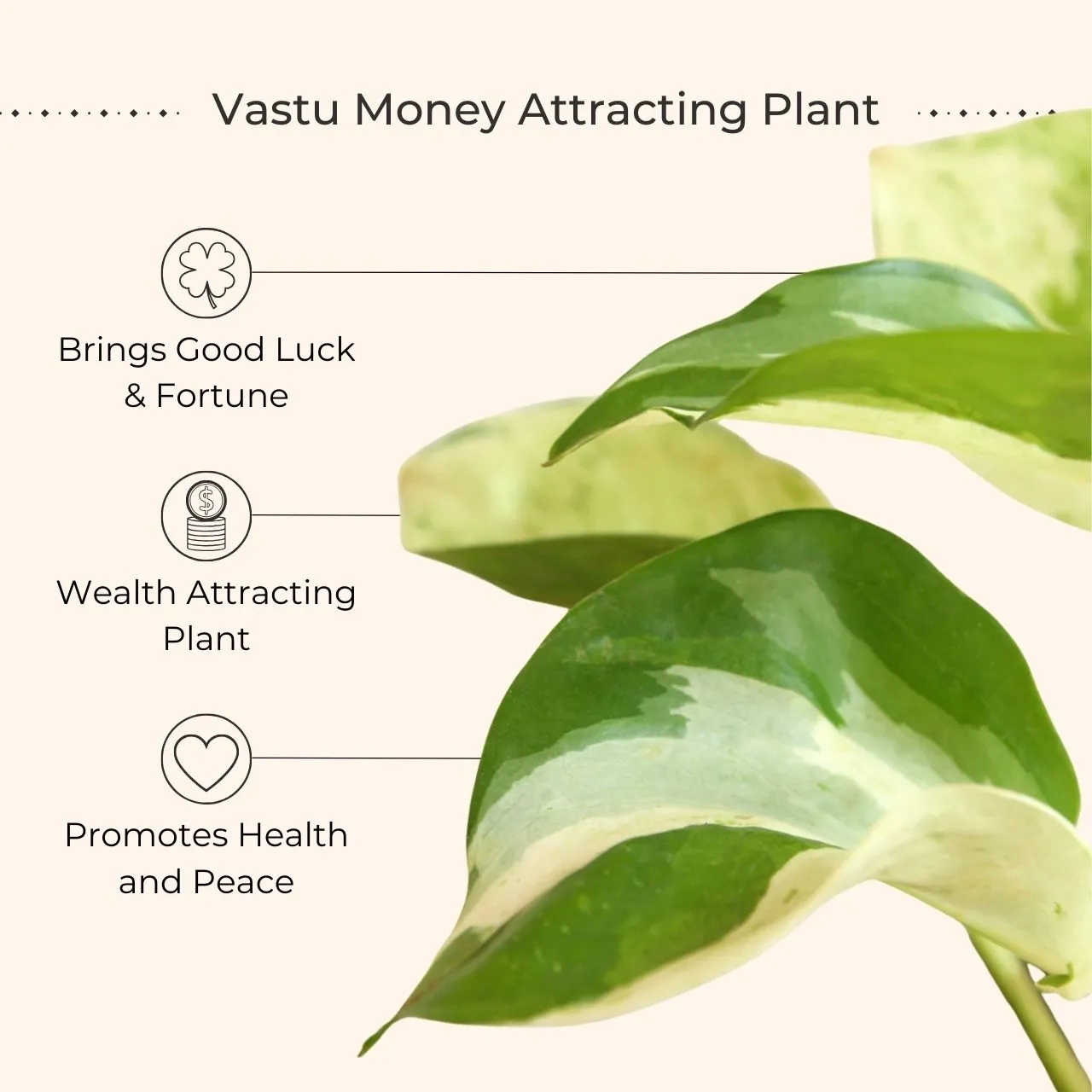 Money Plant Manjula (Small) in Eco Pot - Image 2