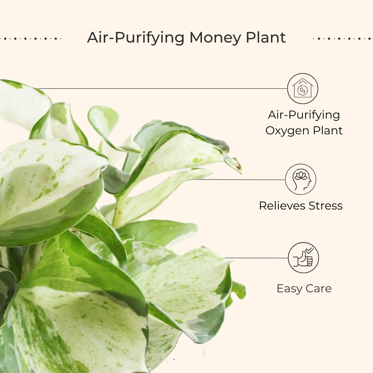 Money Plant Manjula (Small) in Eco Pot - Image 3