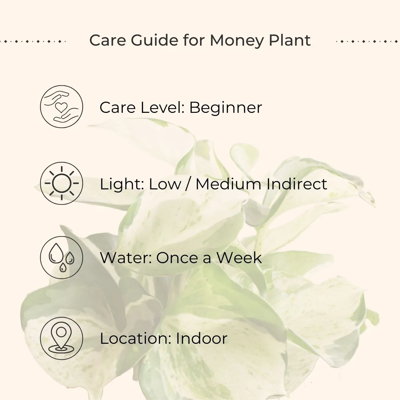 Money Plant Manjula (Small) in Eco Pot - Image 6