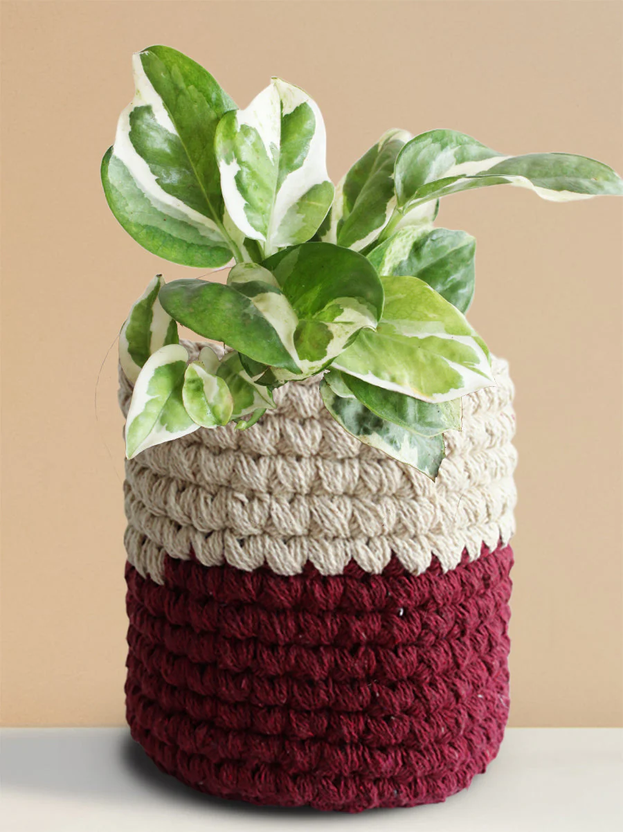 Money Plant N'Joy (Medium) - Image 11