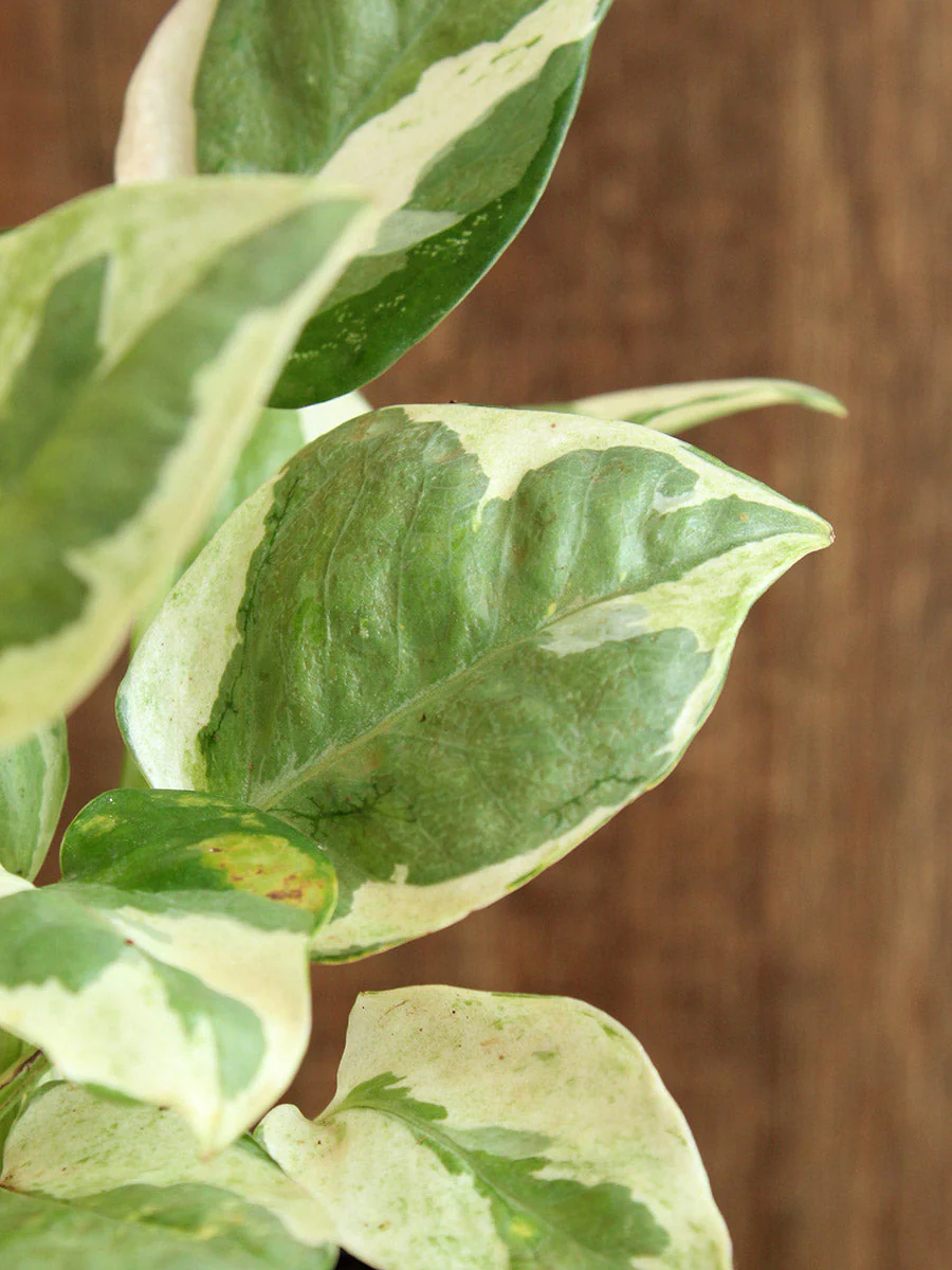 Money Plant N'Joy (Medium) - Image 3