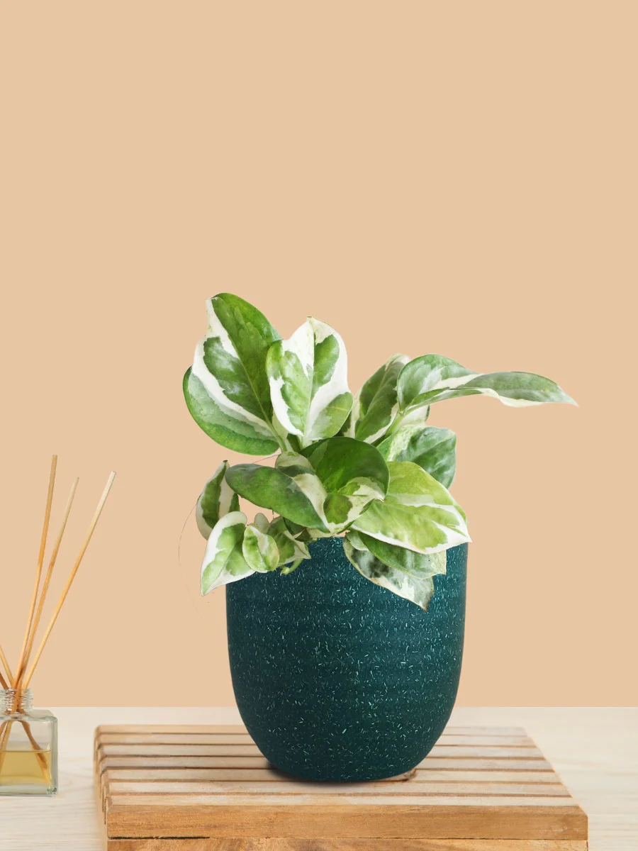 Money Plant NJoy (Small) in Eco Pot - Image 11