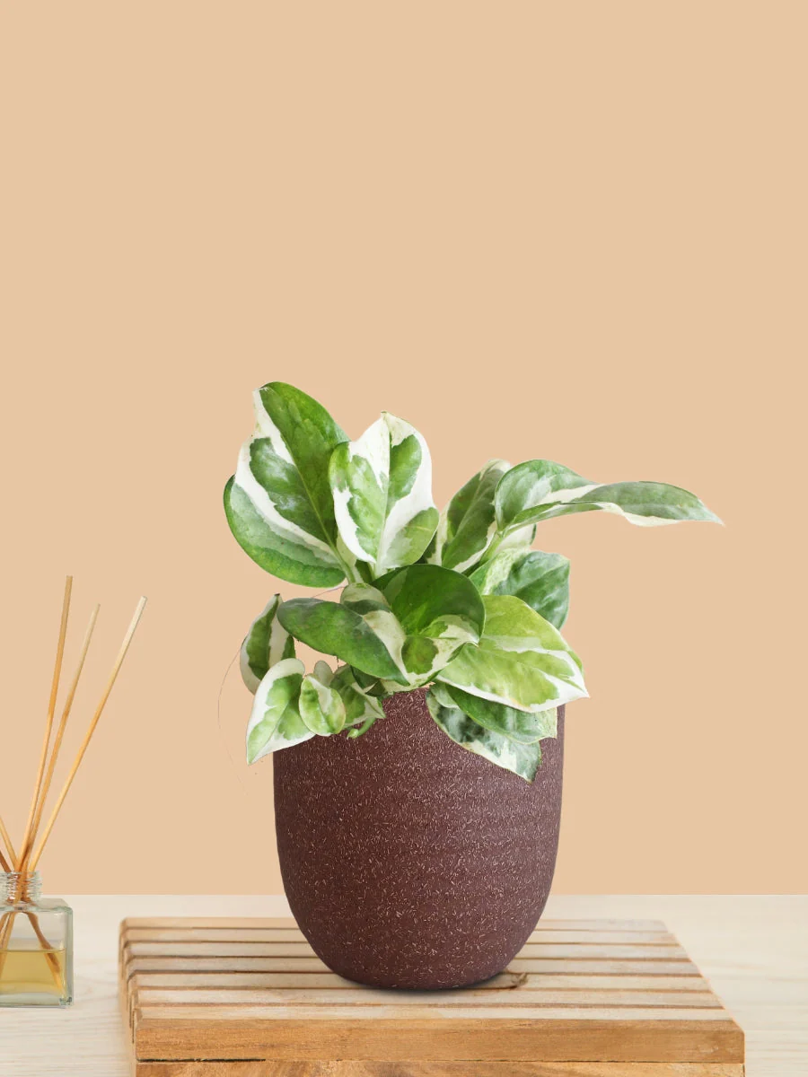 Money Plant NJoy (Small) in Eco Pot - Image 12