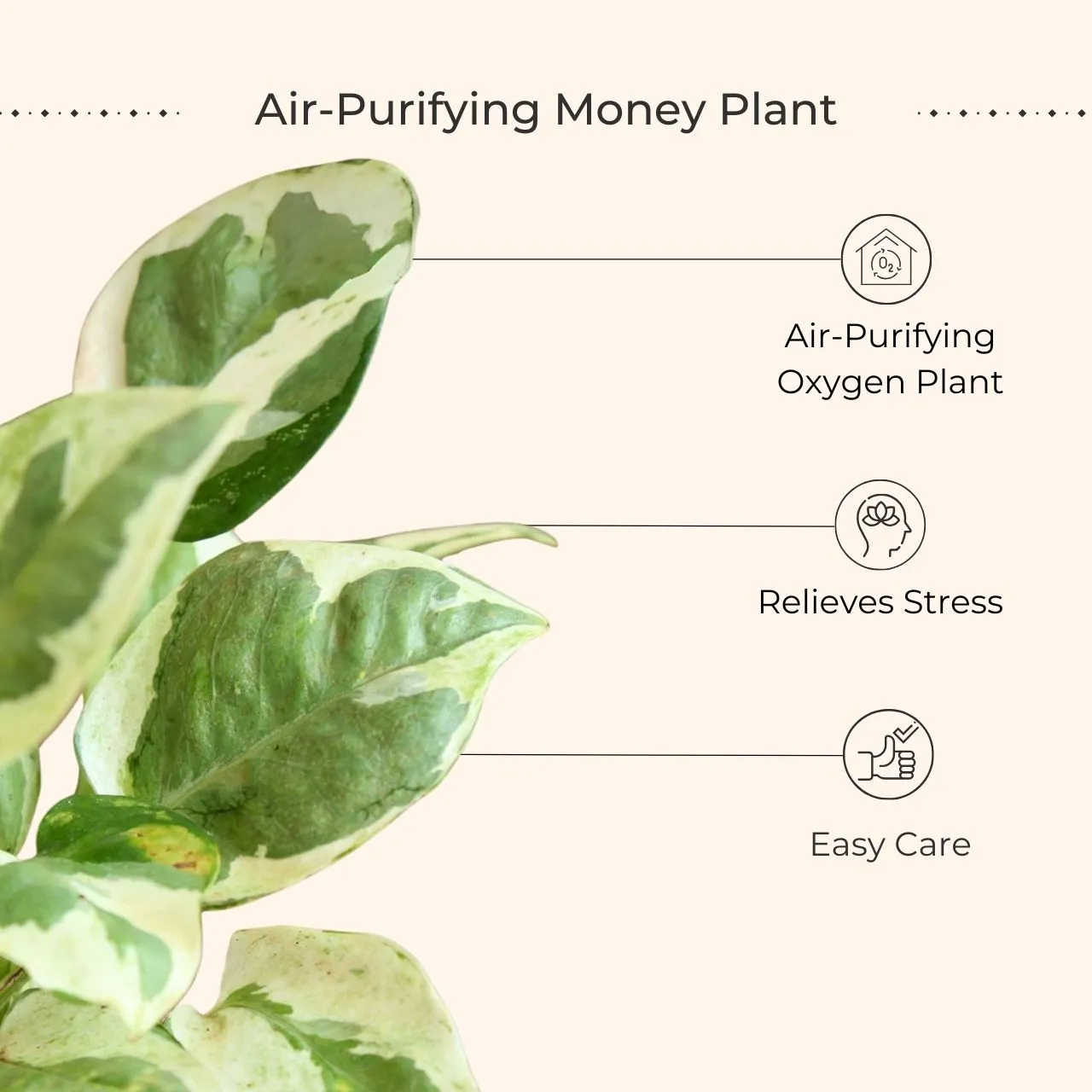 Money Plant NJoy (Small) in Eco Pot - Image 3