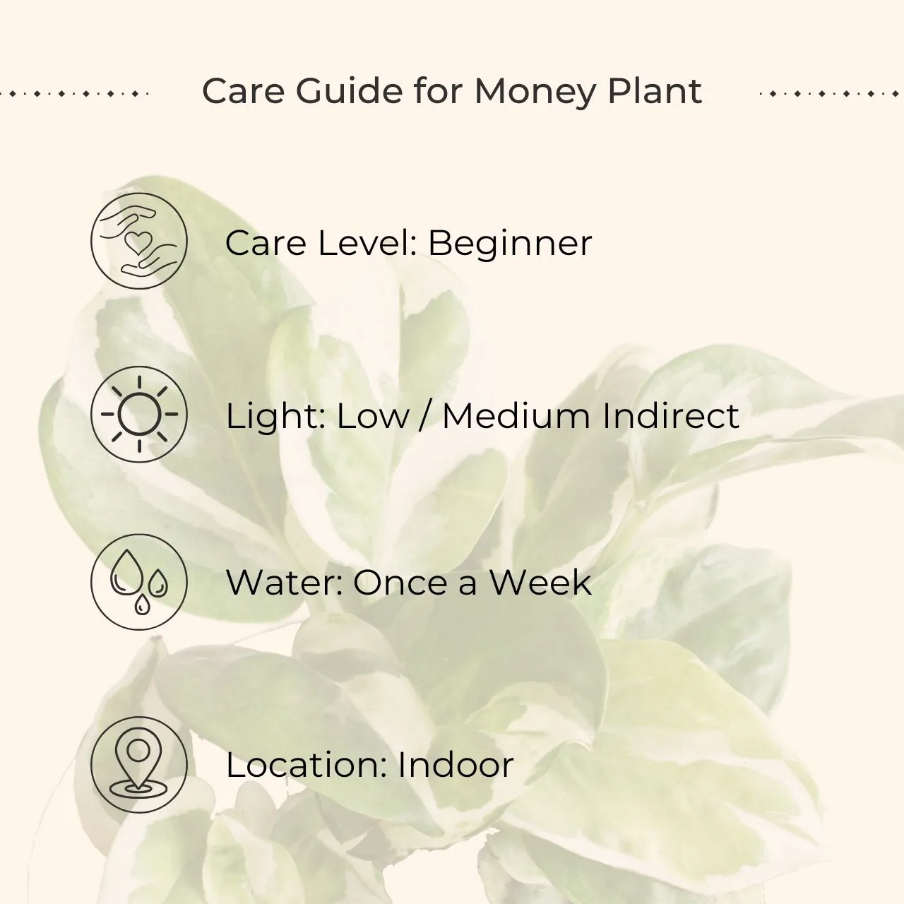 Money Plant NJoy (Small) in Eco Pot - Image 4